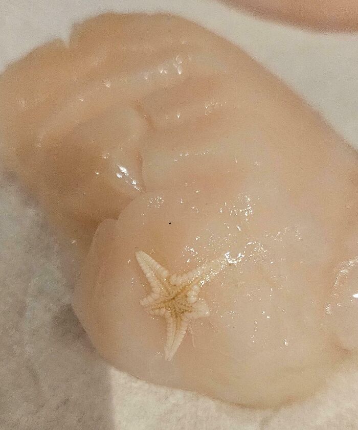 I Found A Tiny Starfish On A Thawed Scallop