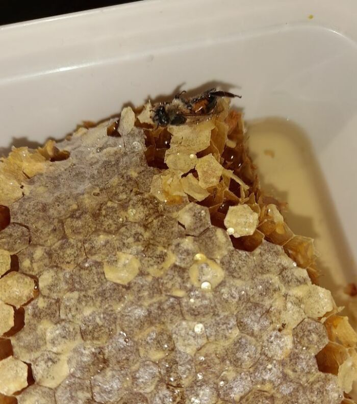 This Honey I Bought Has A Dead Bee In It