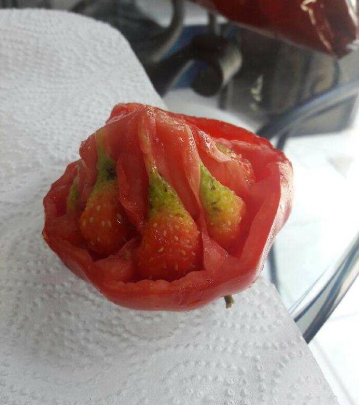 This Tomato My Aunt Grew From Seeds Apparently Began Growing Strawberries Inside Itself