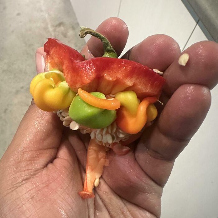 Different Coloured Peppers Growing Inside Big Pepper