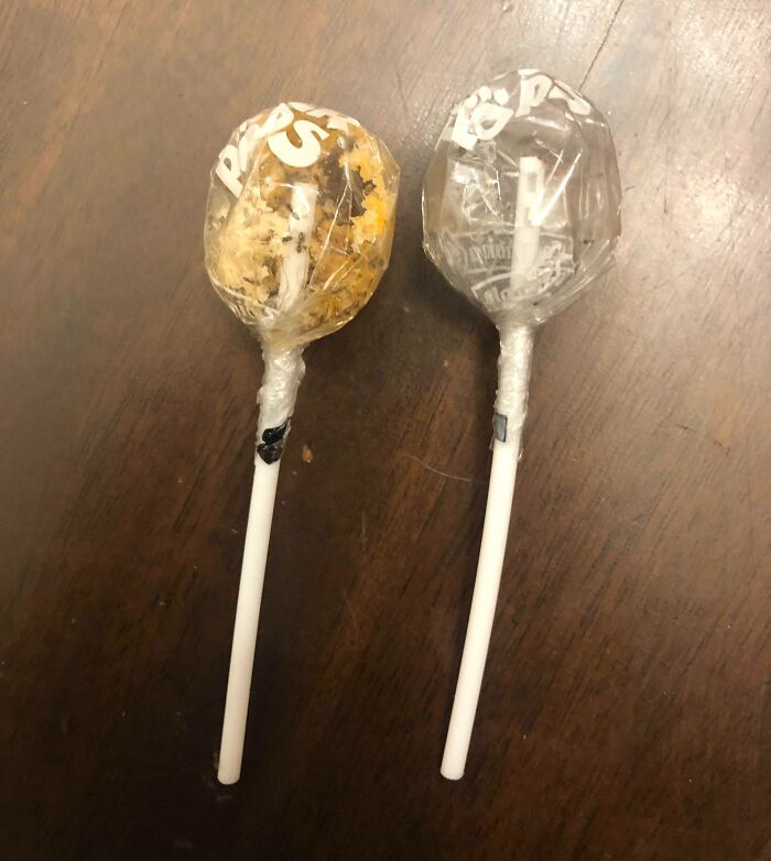 Army Of Ants Ate These Lollipops Starting From The Inside Of The Stick!