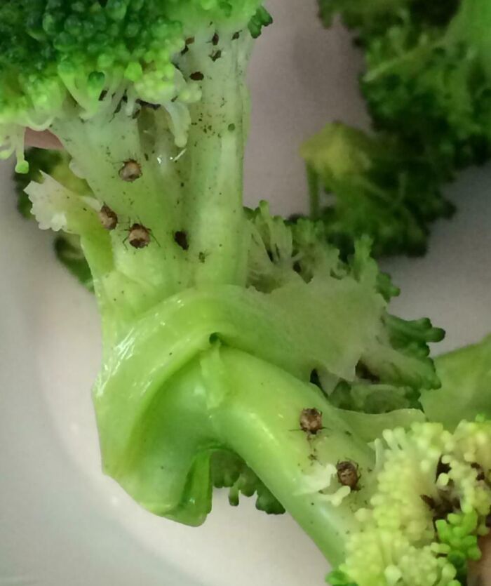 Found Bugs In My Brocolli When I Was Eating At The School Cafeteria