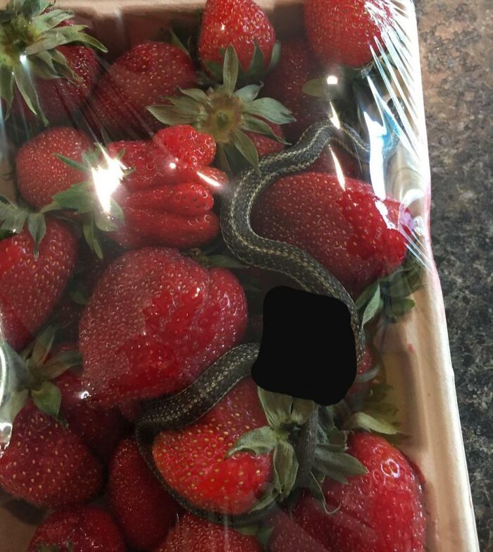 My Sister Bought Some Strawberries From A Very Large Grocery Chain In BC Canada. Comes With A Live Prize Inside!