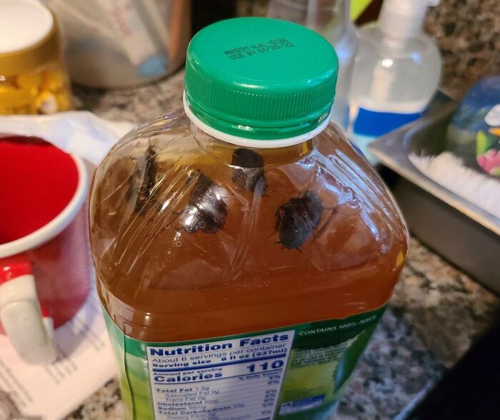 Brother Left The Cap Off Overnight Where He Slept. Found Four New Sources Of Protein (Roaches) In His Juice This Morning