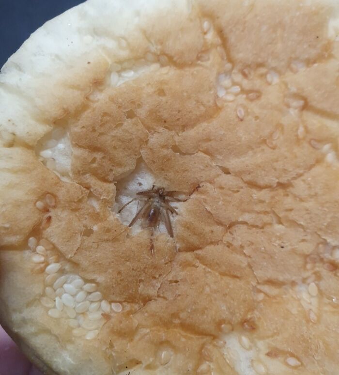 Cricket I Found While Cutting The Buns At Work!