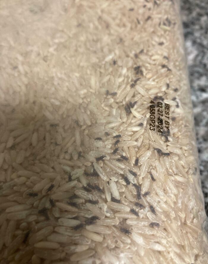 Bugs Appeared In My Rice. Never Opened
