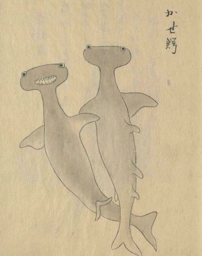 Illustration of two hammerhead sharks in a vintage style, highlighting unique historical art.