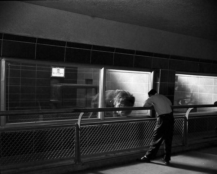 Man observing a lion through glass at a zoo, leaning on a railing, in a scene likely absent from history textbooks.