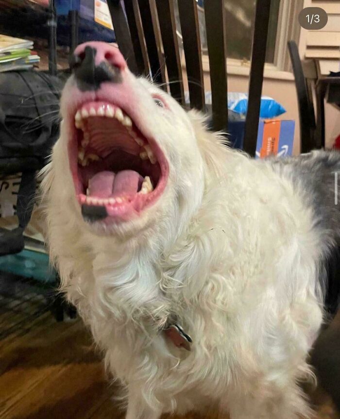 Dog with mouth wide open, looking playful and quirky indoors, showcasing a funny shenanigan.