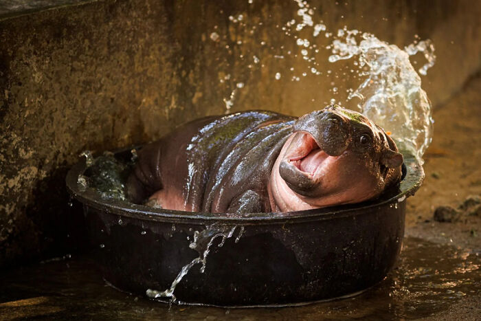 Baby hippo splashing in water resembles a Renaissance painting with dramatic lighting effects.