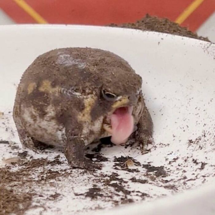A small dirt-covered frog with its tongue out sitting in a white dish, featured in random photos collection.