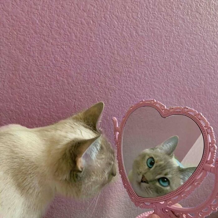 Cat with blue eyes looking at its reflection in a pink heart-shaped mirror against a textured wall in random photos.