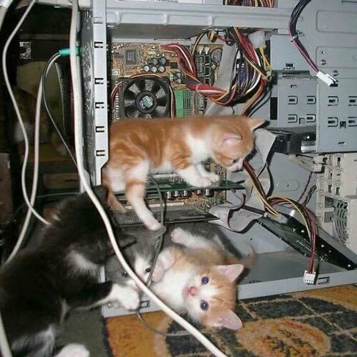 Three kittens playing inside an open computer case with wires and circuit boards visible, showing random photo scene.