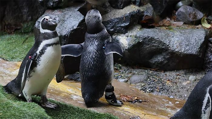 Periwinkle The Penguin Takes Over The Internet As He Thrives After A Rough Start, Defying All Odds Periwinkle The Penguin Takes Over The Internet As He Thrives After A Rough Start, Defying All Odds