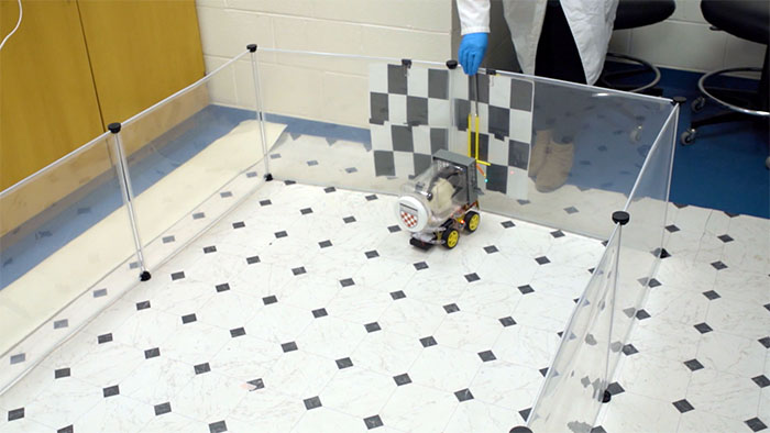 Rats Who Were Taught To Drive Enjoy Going For Rides, Rev The Engine As Soon As They Get In Rats Who Were Taught To Drive Enjoy Going For Rides, Rev The Engine As Soon As They Get In