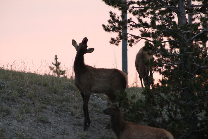 Three deer grazing near trees at sunset, highlighting natural beauty and wildlife curiosity.