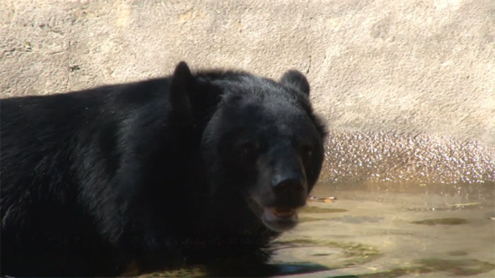 Bouncer, The 20YO 3-Legged Bear, Takes Over The Internet As People Fall In Love With His Chill Vibe