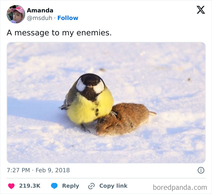 Bird standing over a mouse in snow, a perfect material for memes.