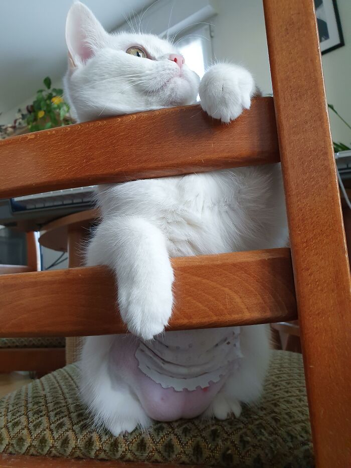 Shaved Little Pink Belly