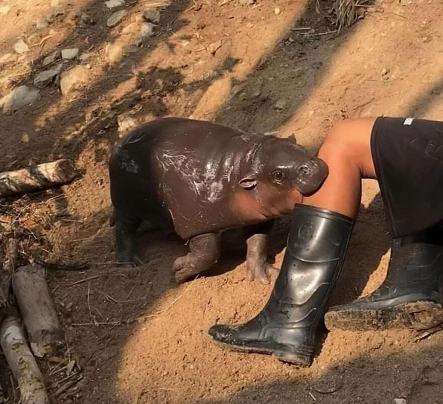 Baby hippo cuddling a person's knee, black boots on sandy ground, depicting a cool and heartwarming scene.