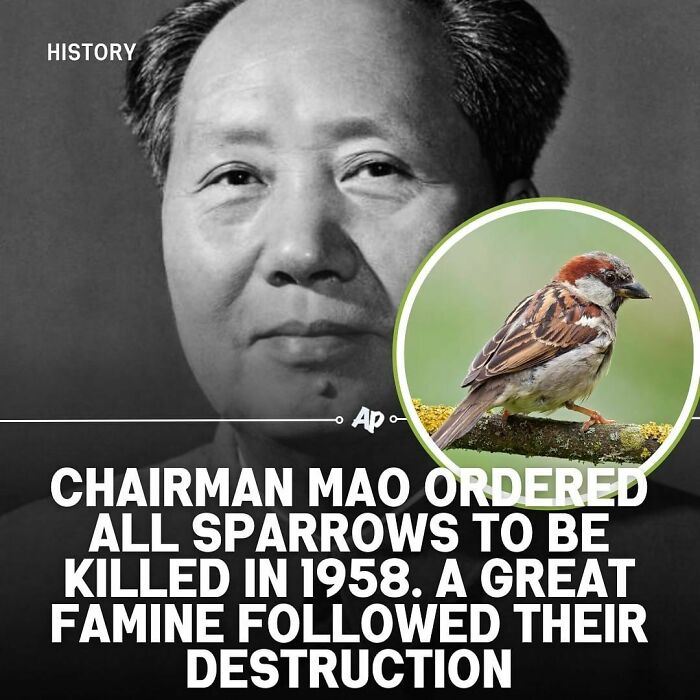 Black and white photo of Chairman Mao with an inset image of a sparrow illustrating animal facts and history.