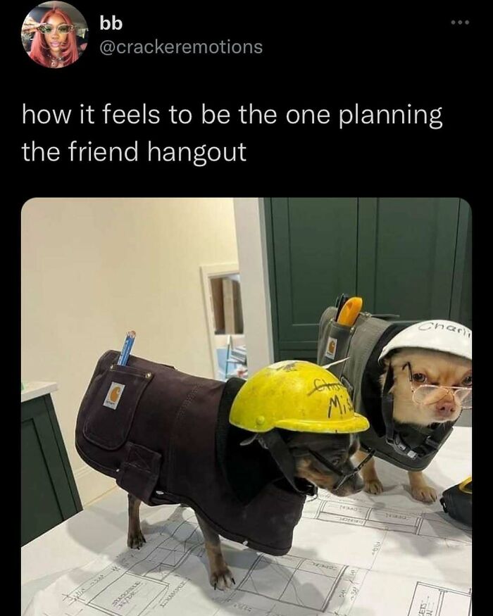 Two dogs dressed as construction workers stand on blueprints, capturing the essence of funny memes.
