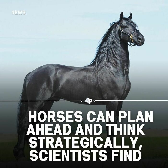Black horse standing in a field illustrating smart animal facts that highlight strategic thinking in animals for SEO keyword usage.