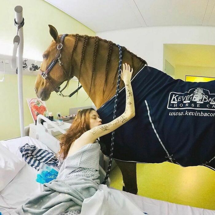 Patient in hospital bed hugging a horse during animal therapy session, showcasing interesting facts and curiosities.