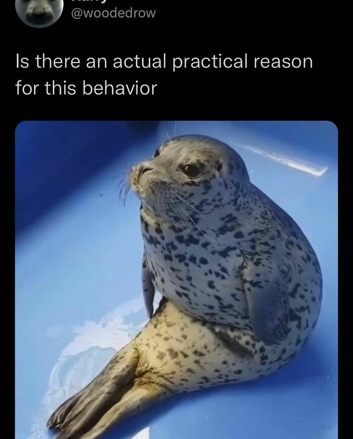 A funny meme showing a seal sitting upright in a blue container looking curiously, embodying the Unbruhthered vibe.