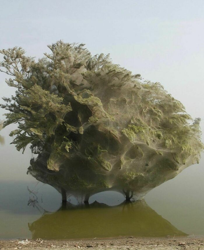 In Sindh, Pakistan, Spiders Sought Higher Grounds To Find Refuge From Unprecedented Floods