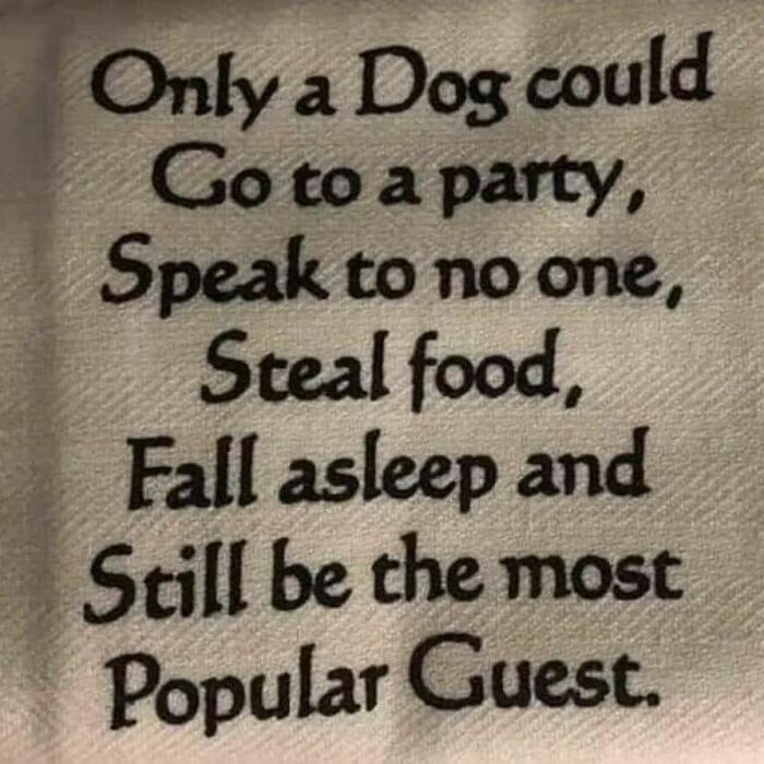 Funny-Wholesome-Dog-Memes