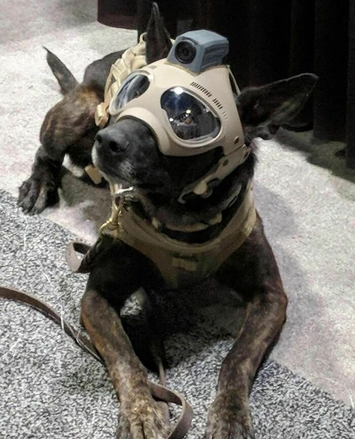 Military dog wearing tactical goggles and gear indoors, representing random and interesting facts shared on this dedicated IG page.