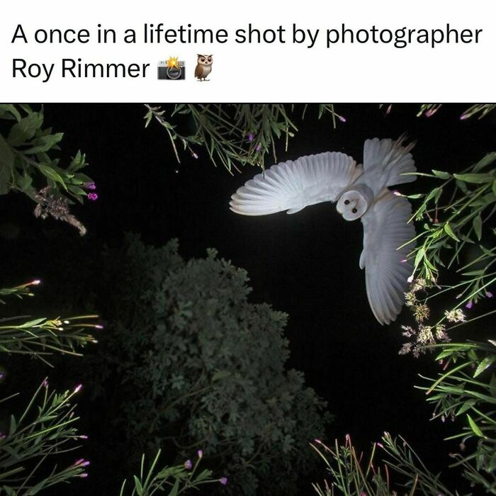 An owl flying at night, perfectly captured among trees, adding a twist of horror to its mysterious flight.