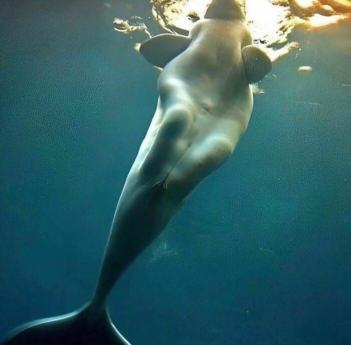 Underwater view of a dolphin swimming near the surface, illustrating random and interesting facts and curiosities.