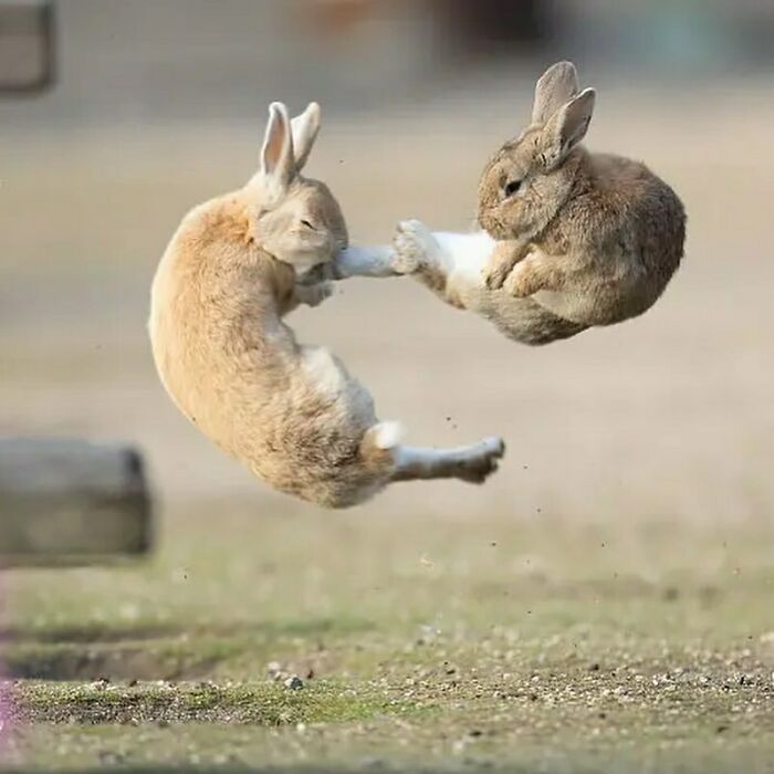 Two rabbits mid-air in a playful jump showcasing random and interesting facts and curiosities on an IG page.