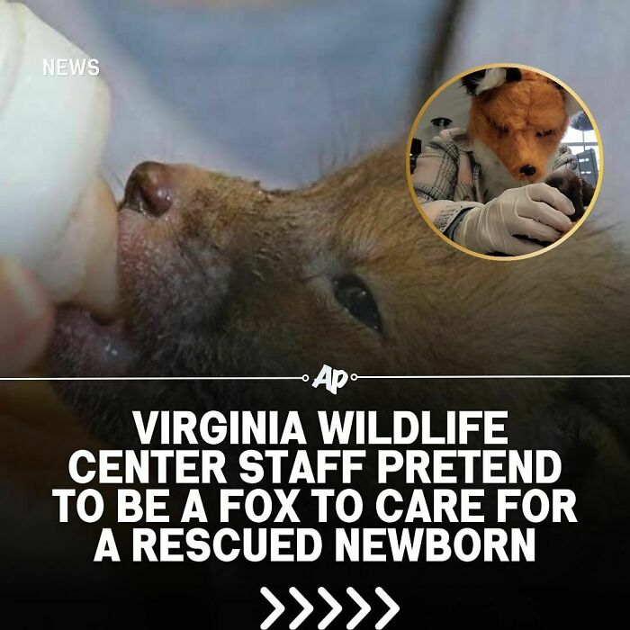 Newborn animal being bottle-fed by wildlife staff pretending to be a fox, showcasing unique animal care facts.