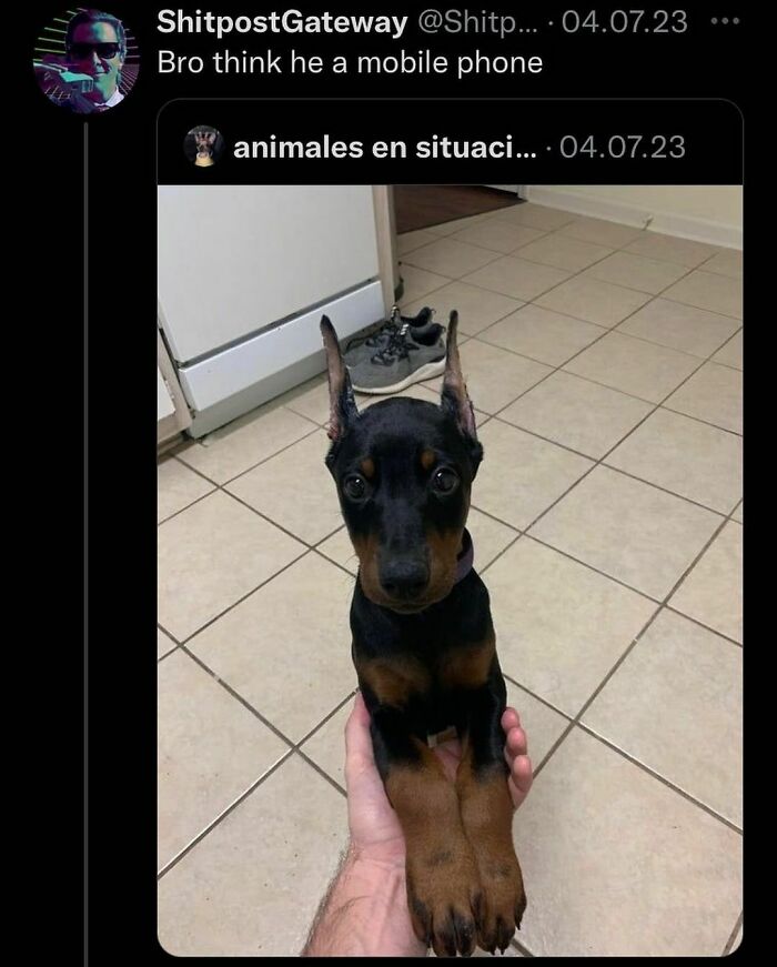 Doberman puppy held like a phone for funny memes on kitchen floor.