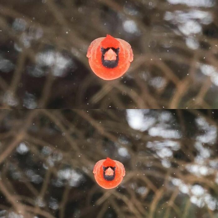 Close-up of a vibrant red cardinal flying towards the camera with blurred tree branches in the background, illustrating random facts.