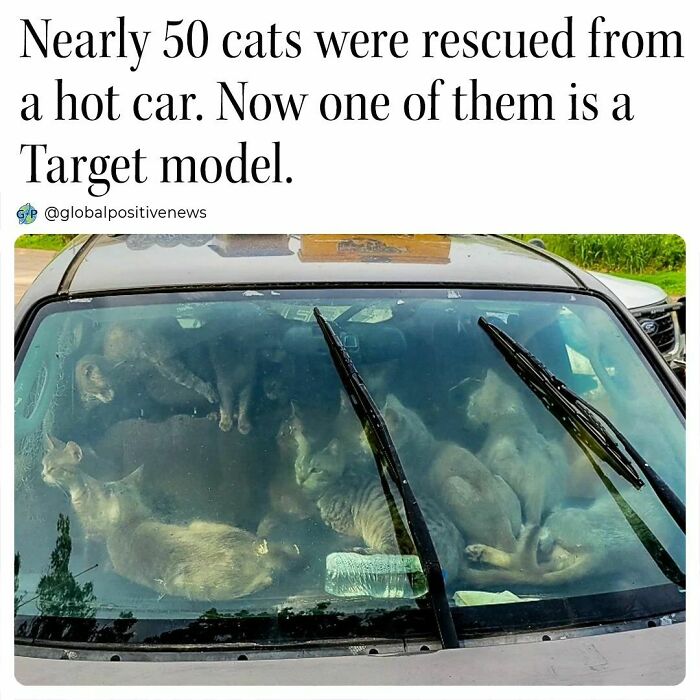 Wholesome-Positive-Global-News-Ig-Pics