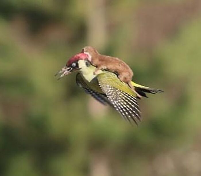 A small mammal riding on the back of a flying woodpecker, showcasing a rare random and interesting fact.