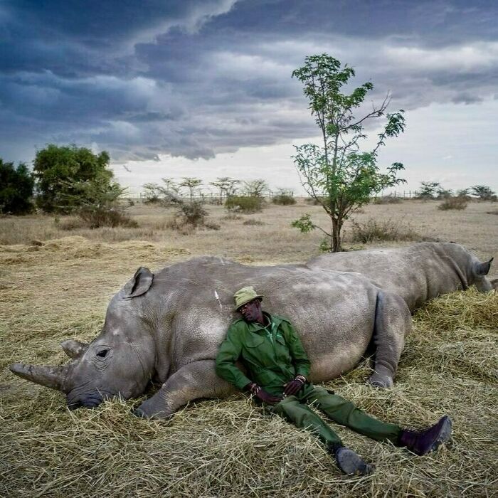 Man resting against a resting rhino in a dry landscape, illustrating random and interesting facts about wildlife.