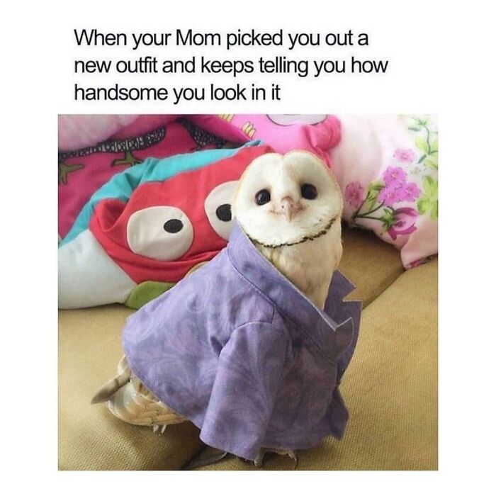 Cute owl wearing a purple shirt, perfect bird meme material.