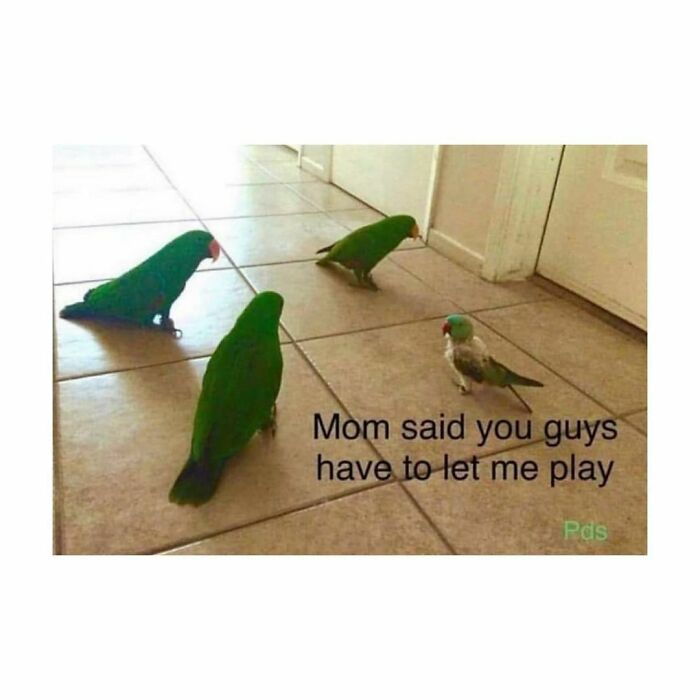 Funny-Birds-Memes