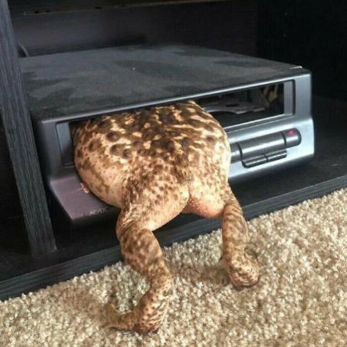 50 Of The Most Cursed Images For People Who Have A Higher Tolerance For Weirdness