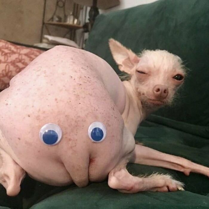 50 Of The Most Cursed Images For People Who Have A Higher Tolerance For Weirdness