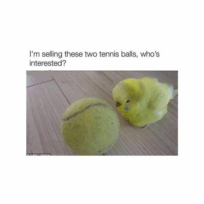 Funny-Birds-Memes