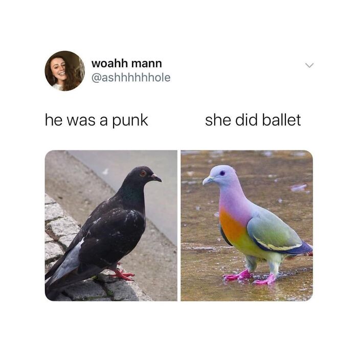 A meme featuring birds, one dark pigeon labeled "punk" and a colorful pigeon labeled "ballet."