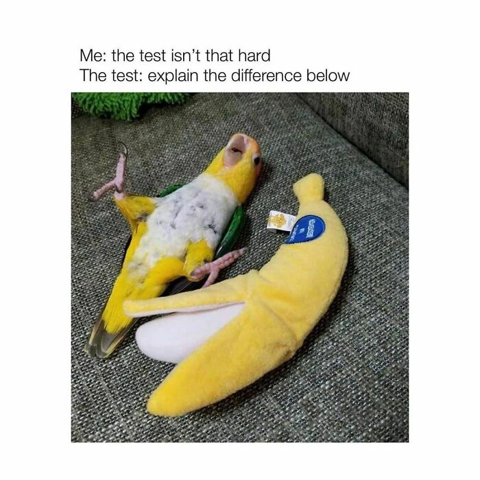 Funny-Birds-Memes