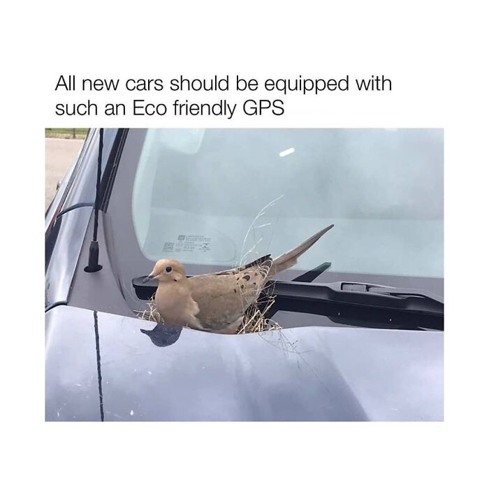 Funny-Birds-Memes