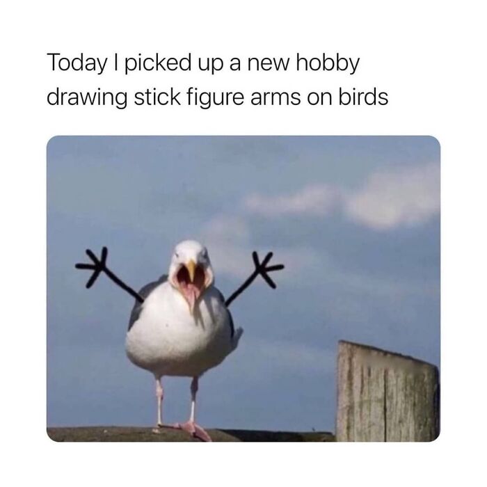 Funny-Birds-Memes